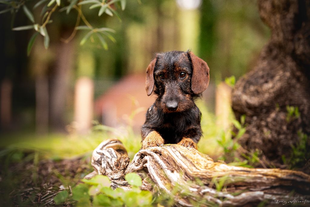 Un parfait De Chez Dame Céline