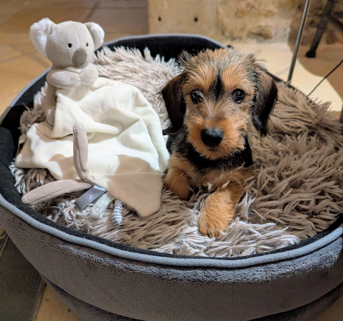 Amandine de Bellemanie