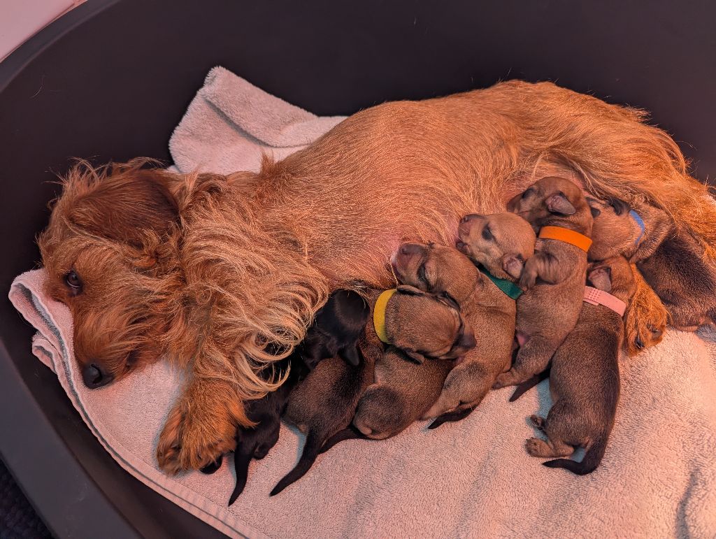 Les Bébés de Siboulette sont nés!
