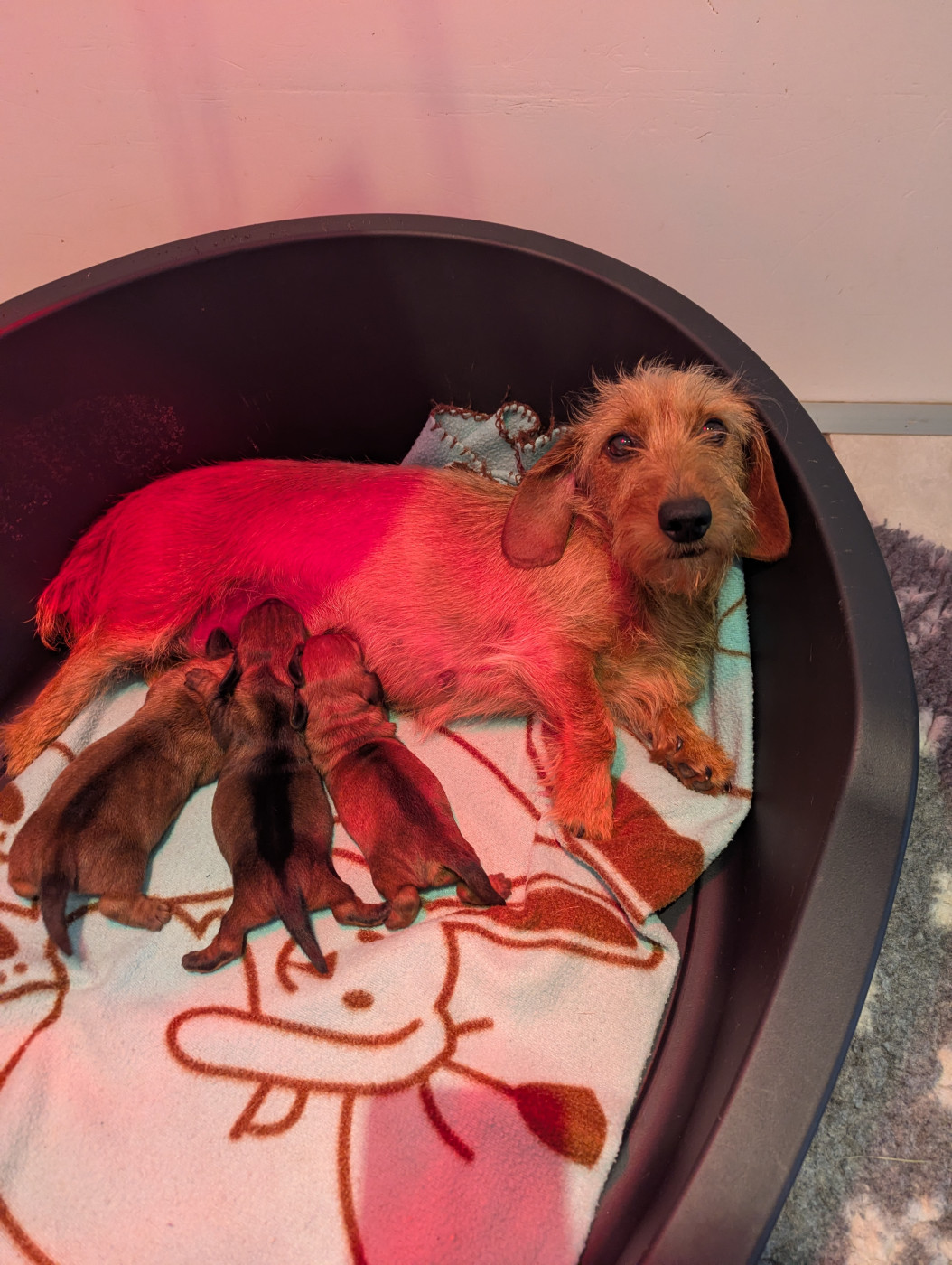 Ugoline et ses bébés nés le 12 mai 2026.