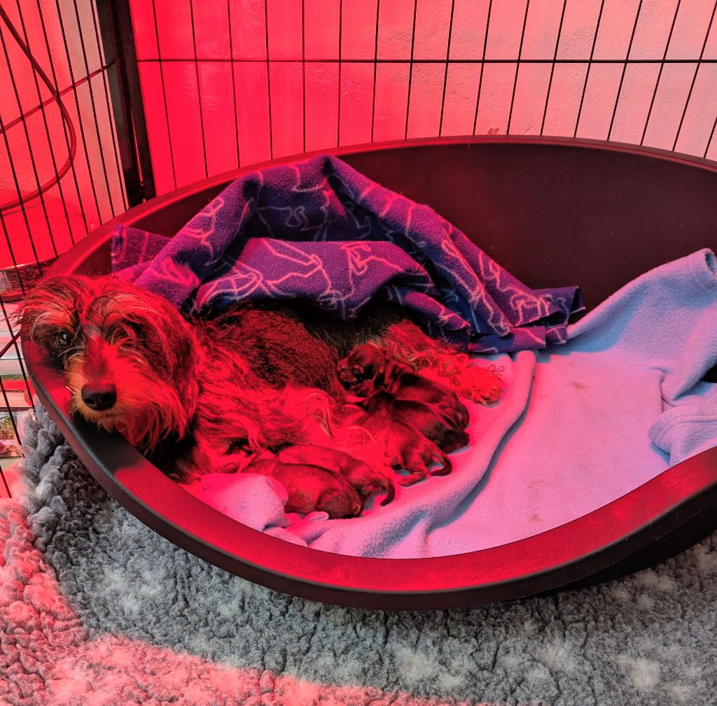 de Bellemanie - Ugoline et Uguette ont donné naissance à leurs bébés!