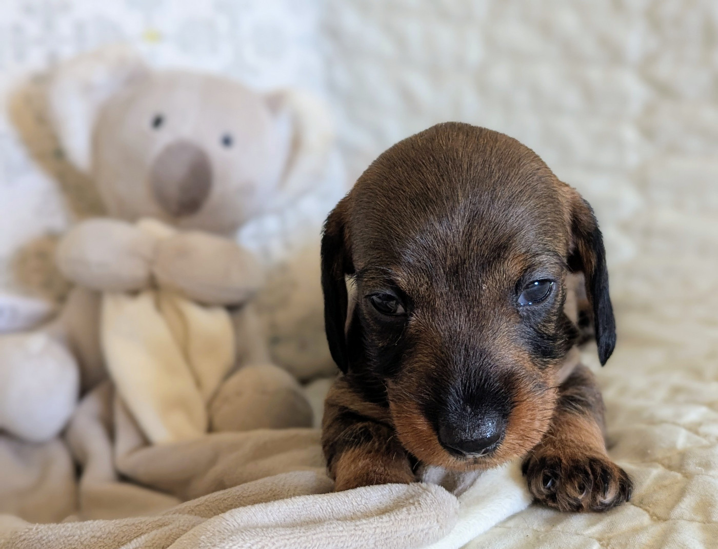 de Bellemanie - Chiots disponibles - Teckel poil dur