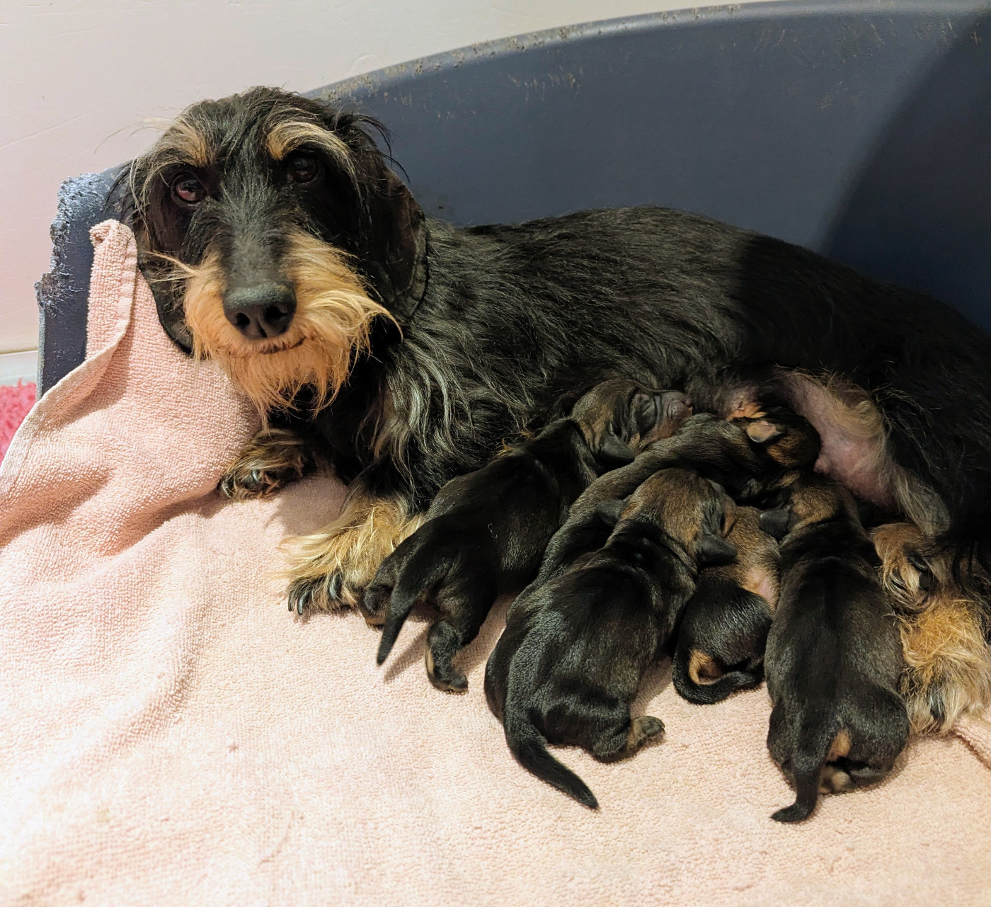 de Bellemanie - Chiots disponibles - Teckel poil dur