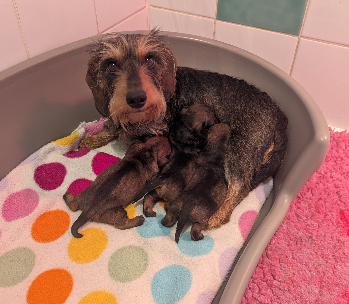 de Bellemanie - Chiots disponibles - Teckel poil dur