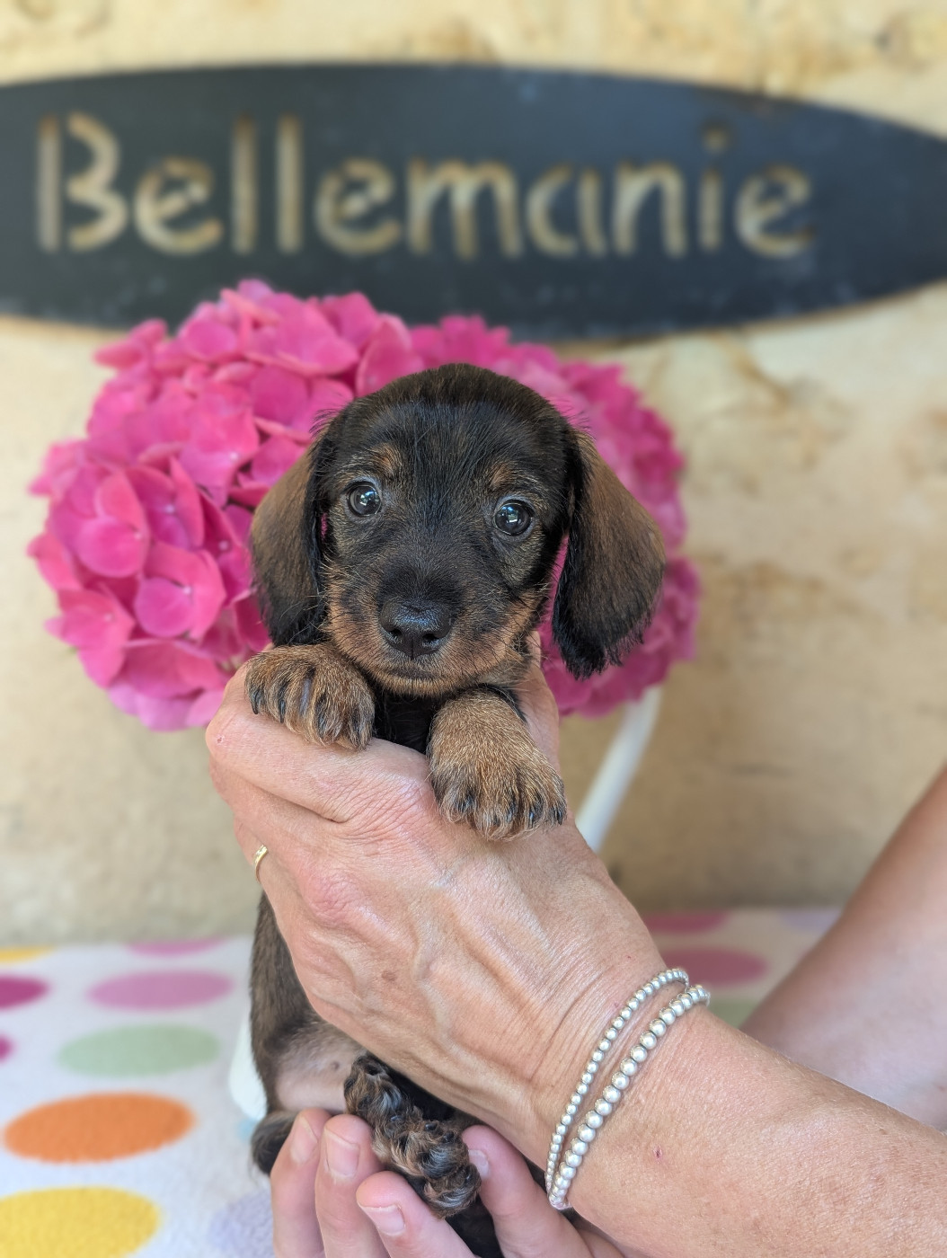 de Bellemanie - Chiots disponibles - Teckel poil dur