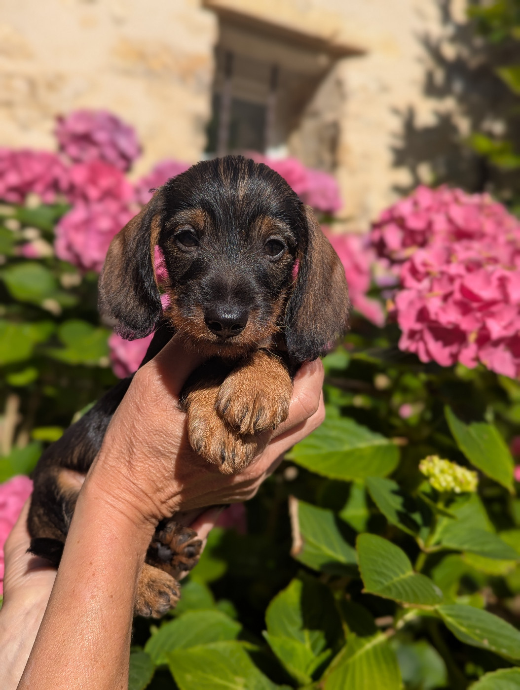 de Bellemanie - Chiots disponibles - Teckel poil dur