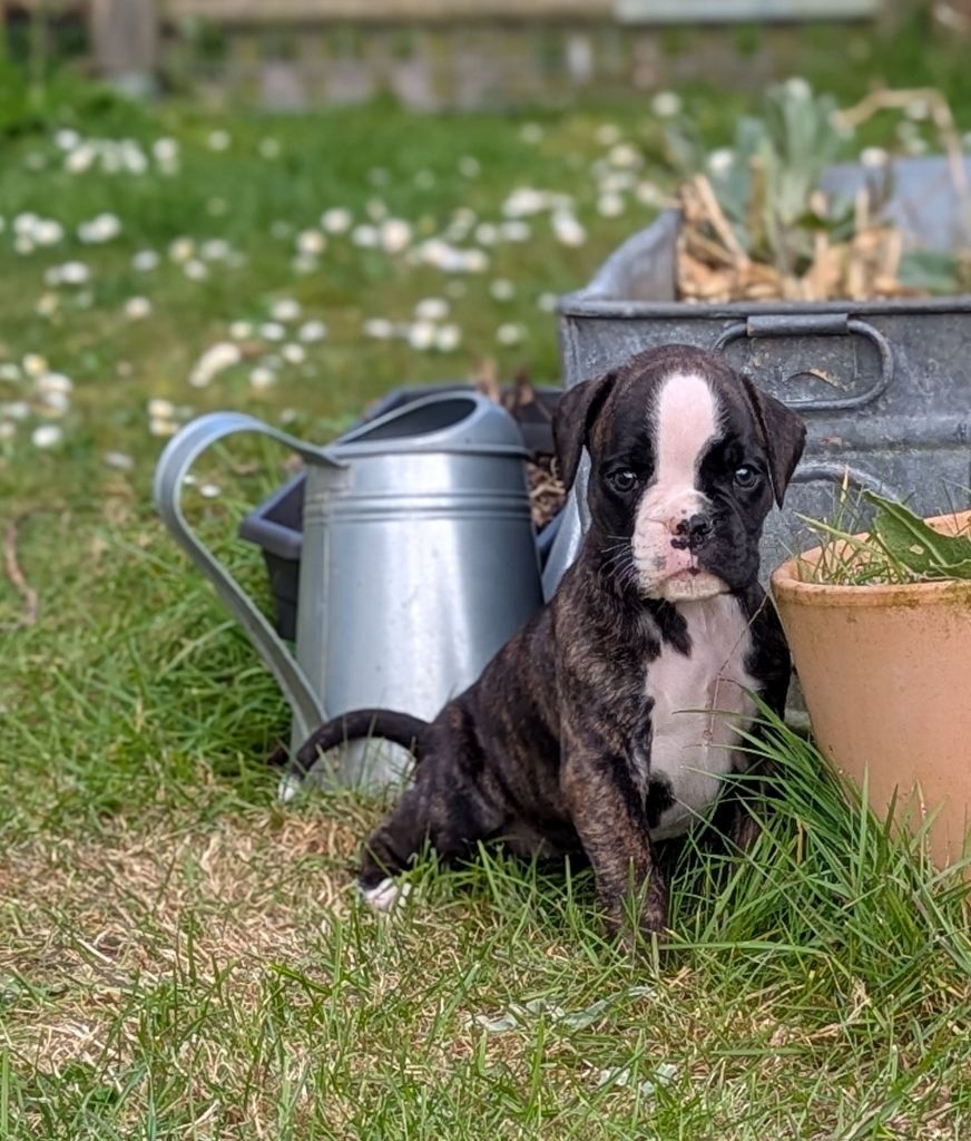 de Bellemanie - Chiots disponibles - Boxer