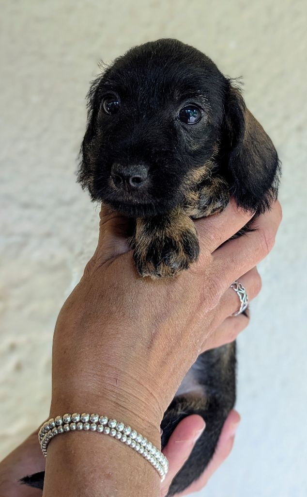 de Bellemanie - Chiots disponibles - Teckel poil dur