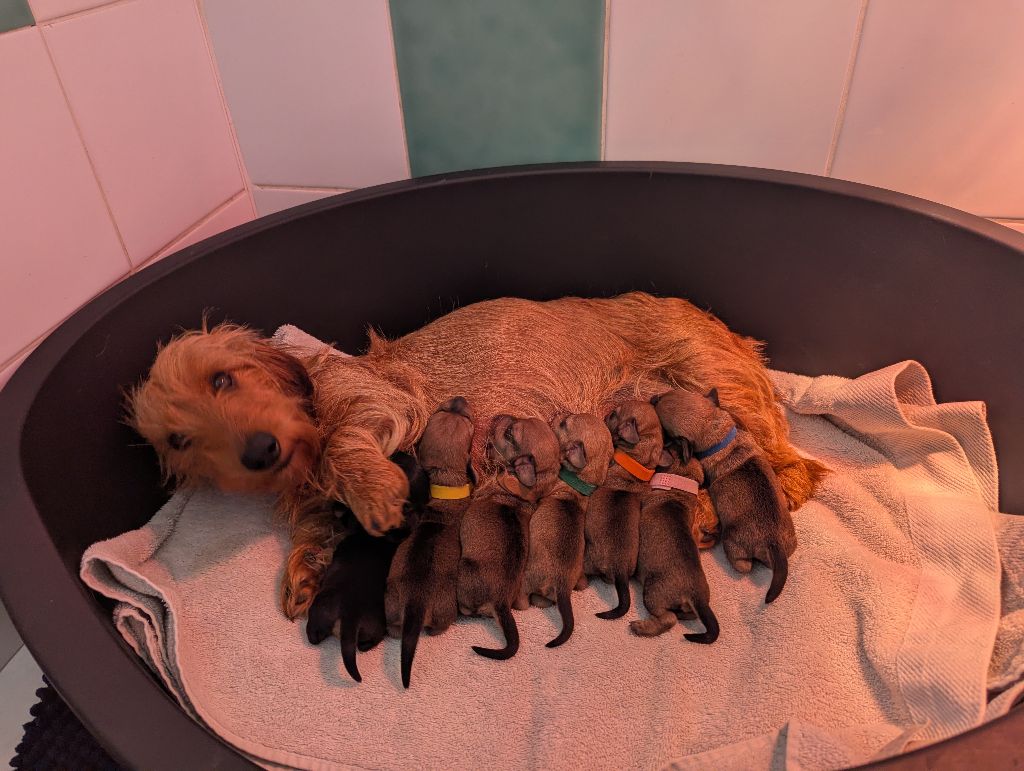 de Bellemanie - Chiots disponibles - Teckel poil dur