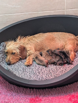 Femelle naine sanglier